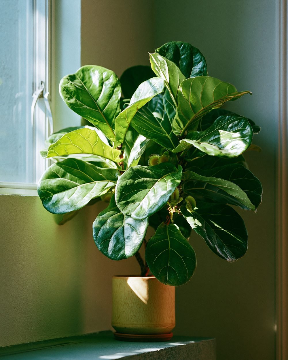 Healthy nursery-grown plant ready for landscaping supply in Penang